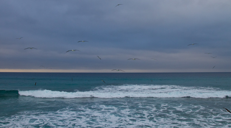 Laysan Albatross Flying Over Breakers