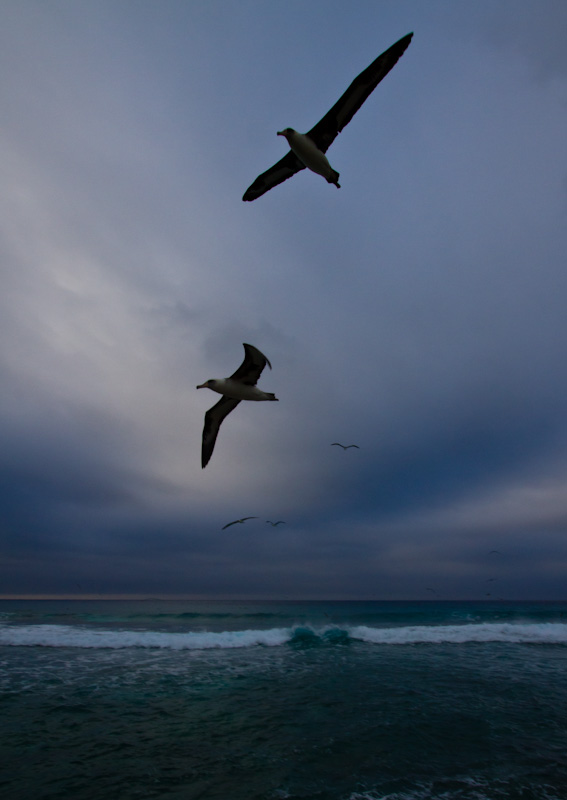 Laysan Albatross In Flight