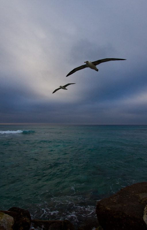 Laysan Albatross In Flight