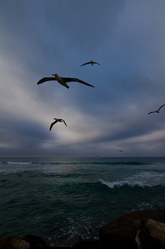 Laysan Albatross In Flight