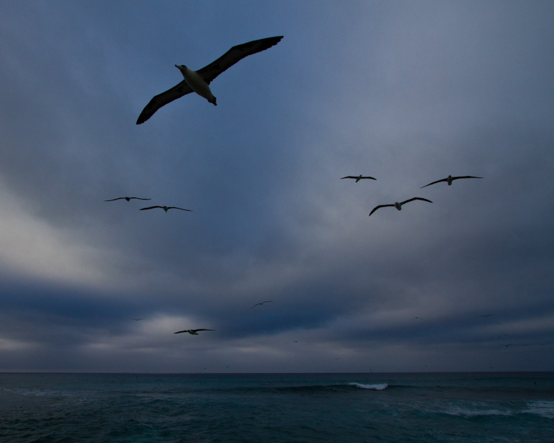 Laysan Albatross In Flight