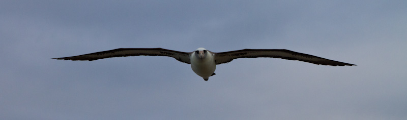 Laysan Albatross In Flight