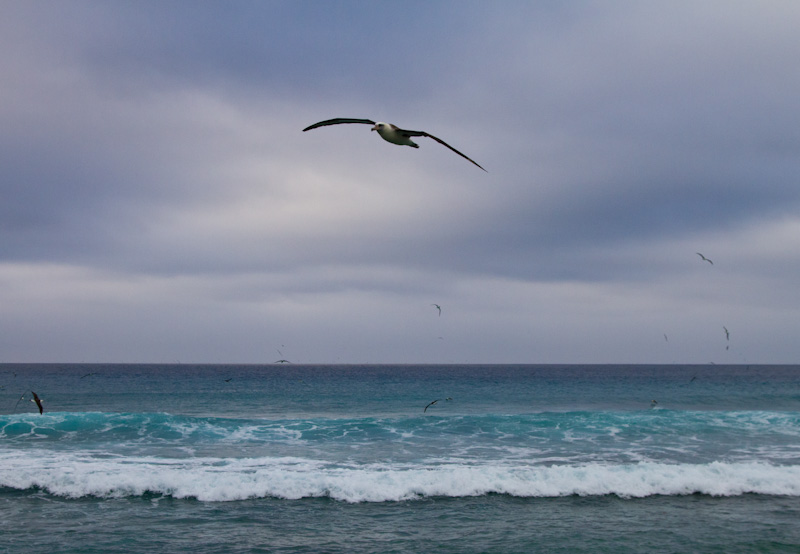 Laysan Albatross In Flight