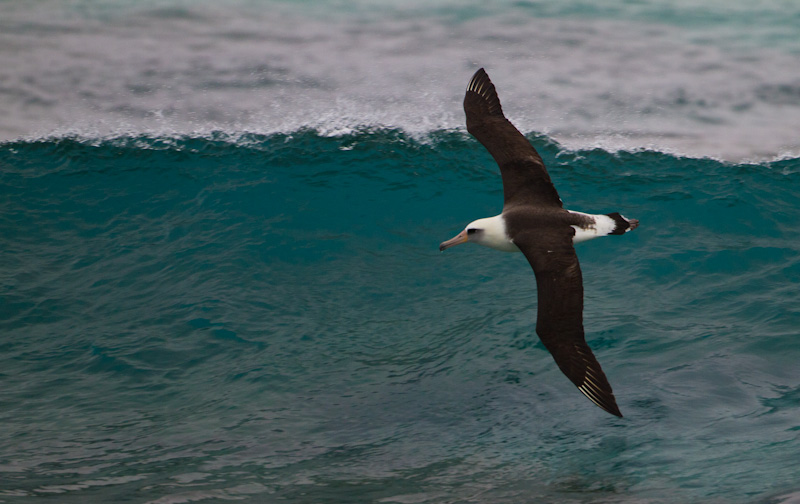 Laysan Albatross In Flight