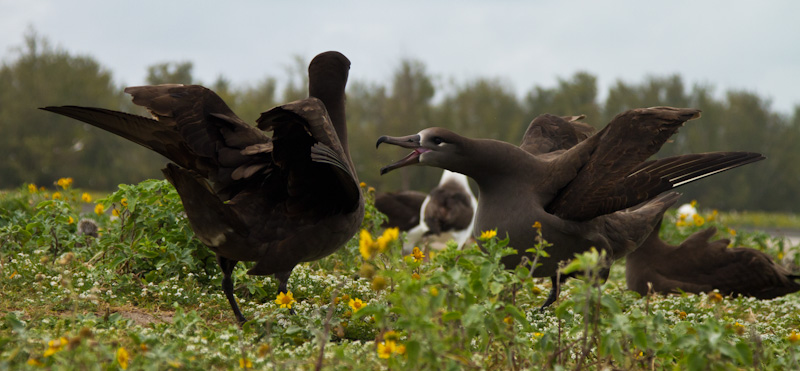 Black-Footed Albatross