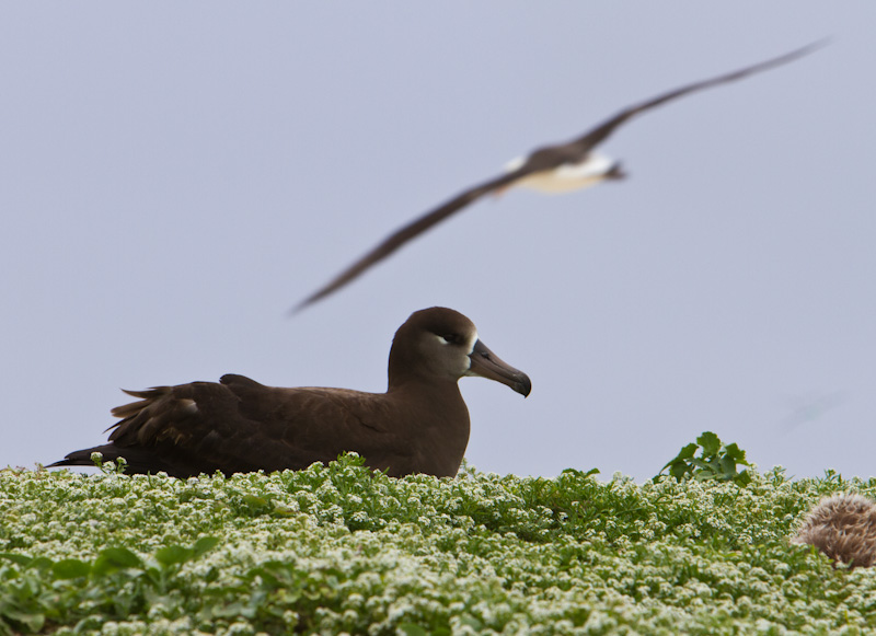 Black-Footed Albatross