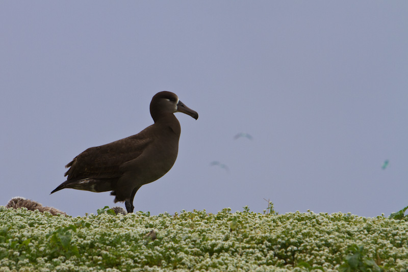 Black-Footed Albatross