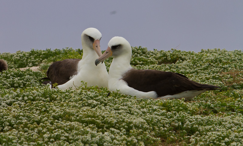 Laysan Albatross