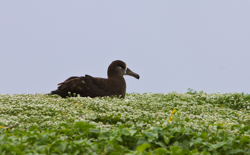 Black-Footed Albatross