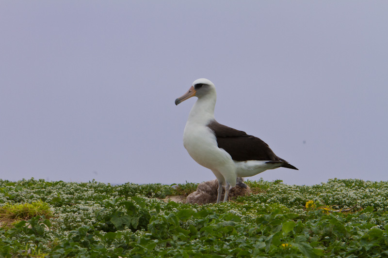 Laysan Albatross