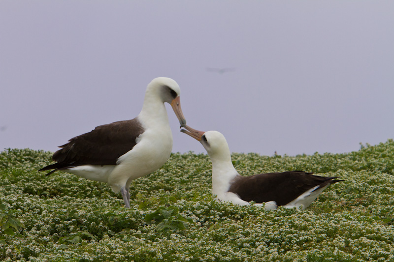 Laysan Albatross