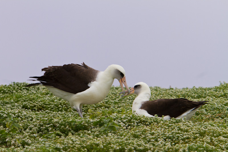 Laysan Albatross