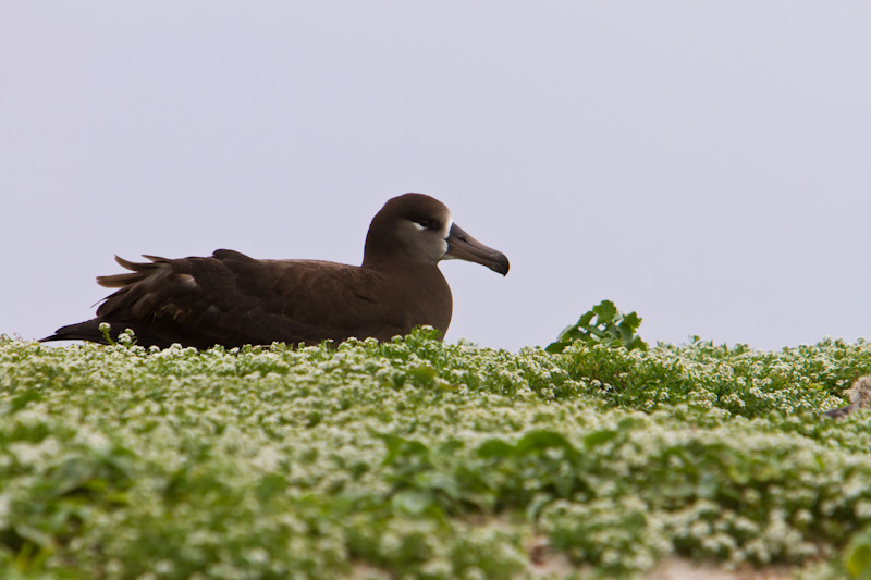 Black-Footed Albatross