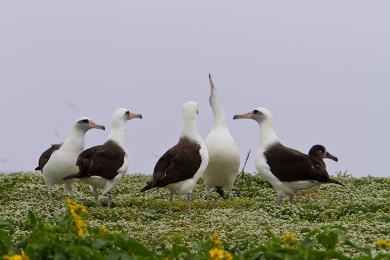 Laysan Albatross