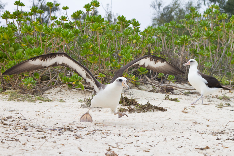 Laysan Albatross Taking Flight