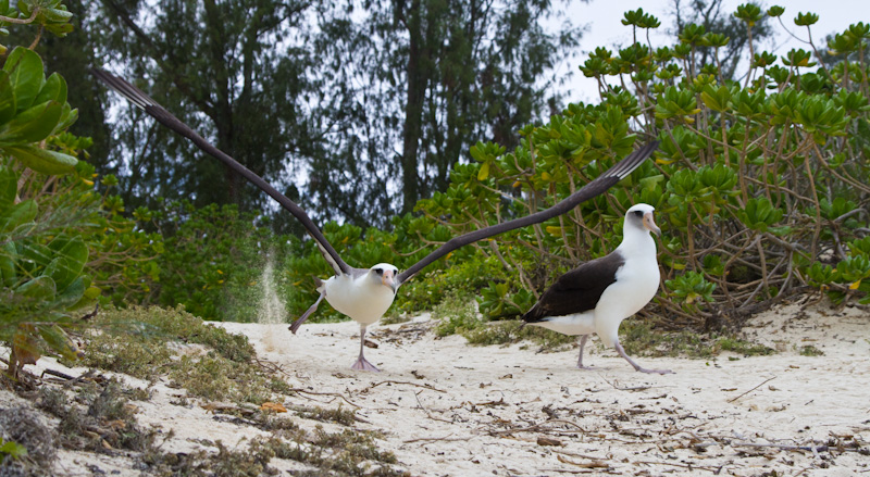 Laysan Albatross Taking Flight