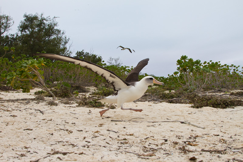 Laysan Albatross Taking Flight