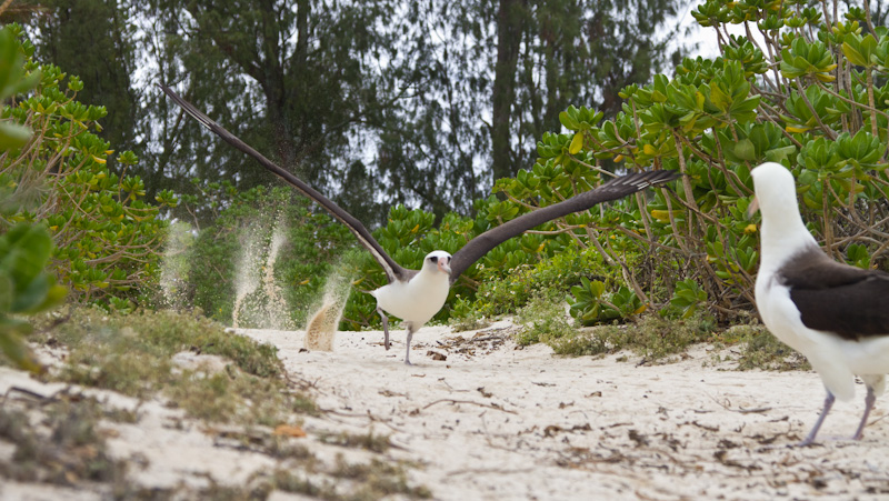 Laysan Albatross Taking Flight