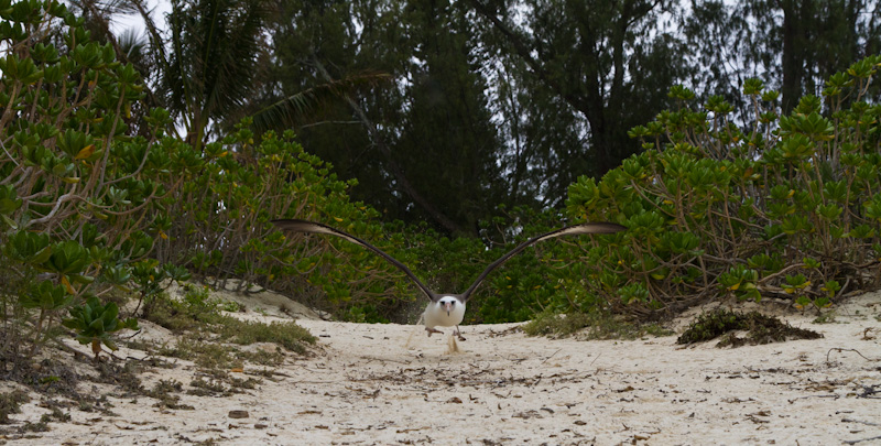 Laysan Albatross Taking Flight