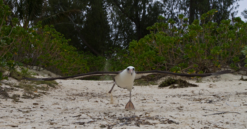 Laysan Albatross Taking Flight