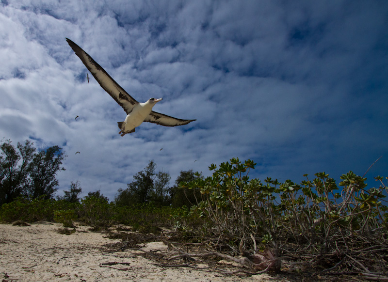 Laysan Albatross Taking Flight