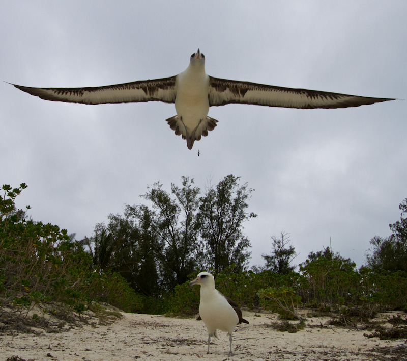 Laysan Albatross Taking Flight