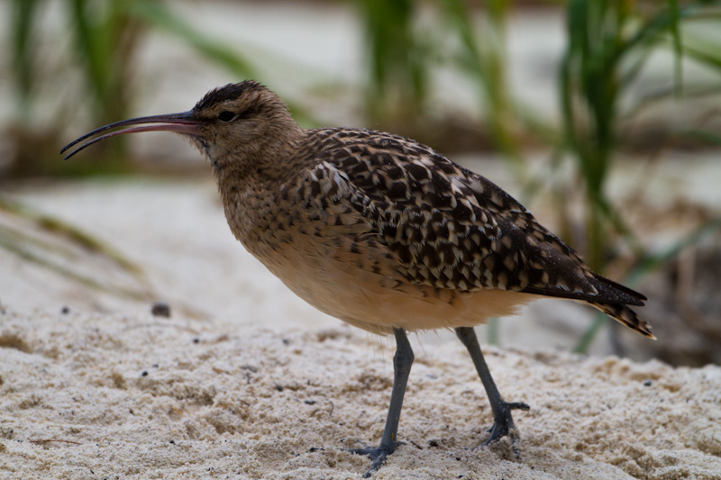 Bristle-Thighed Curlew