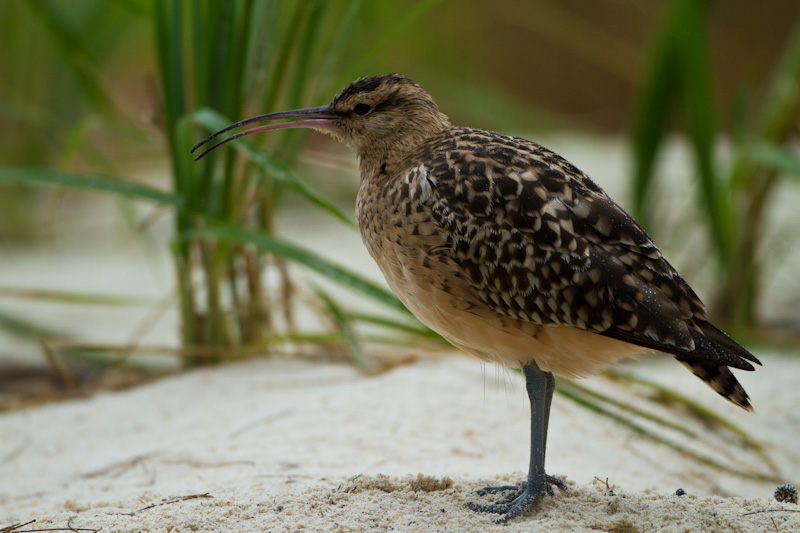 Bristle-Thighed Curlew