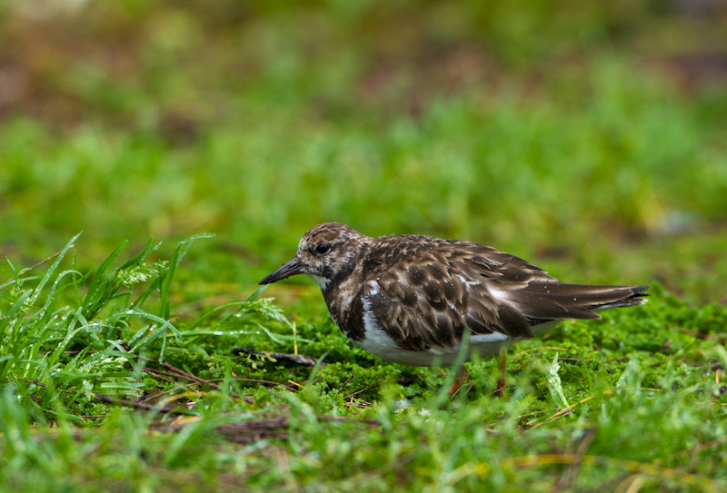 Ruddy Turnstone