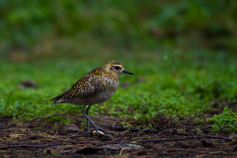 Pacific Golden Plover