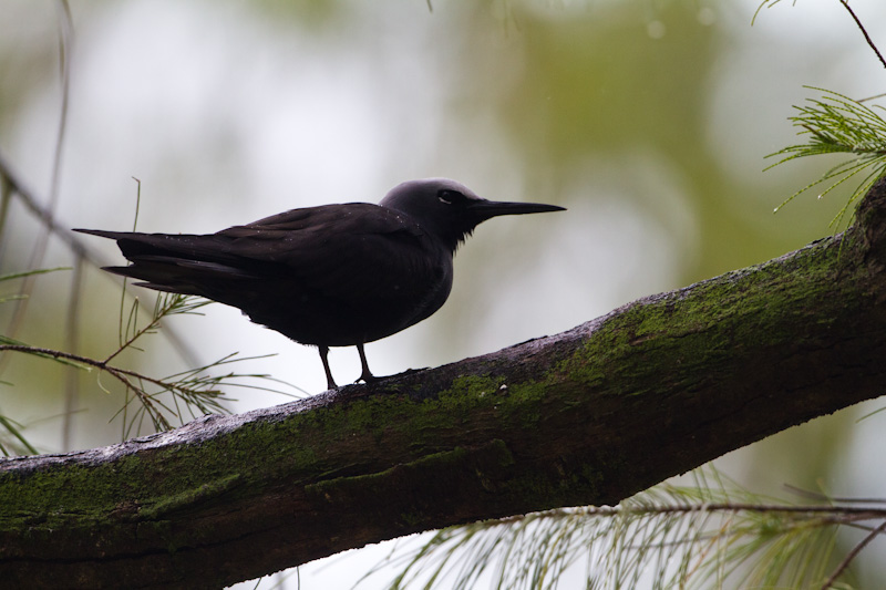 Black Noddy