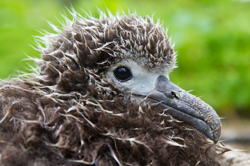 Laysan Albatross Chick