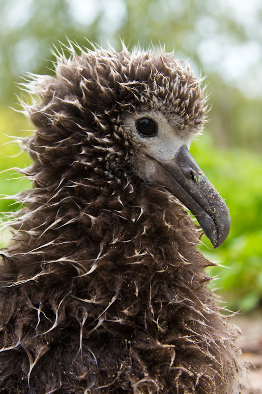 Laysan Albatross Chick