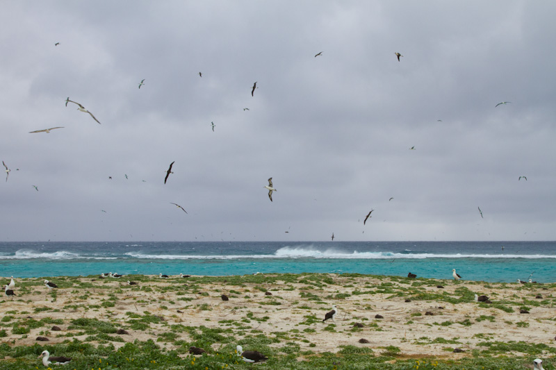 Laysan Albatross Flying Over Breakers