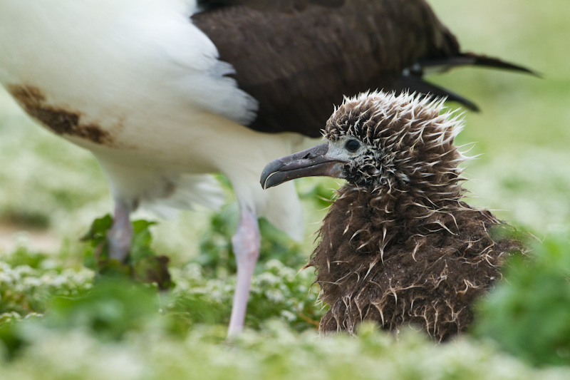 Laysan Albatross Chick