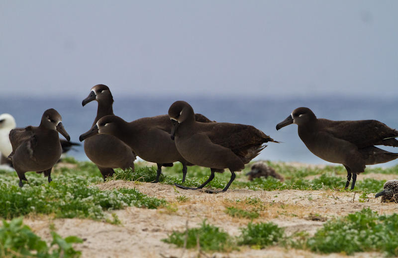 Black-Footed Albatross