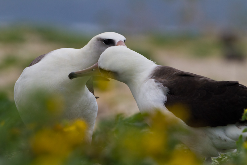 Laysan Albatross