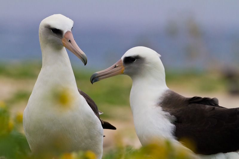 Laysan Albatross