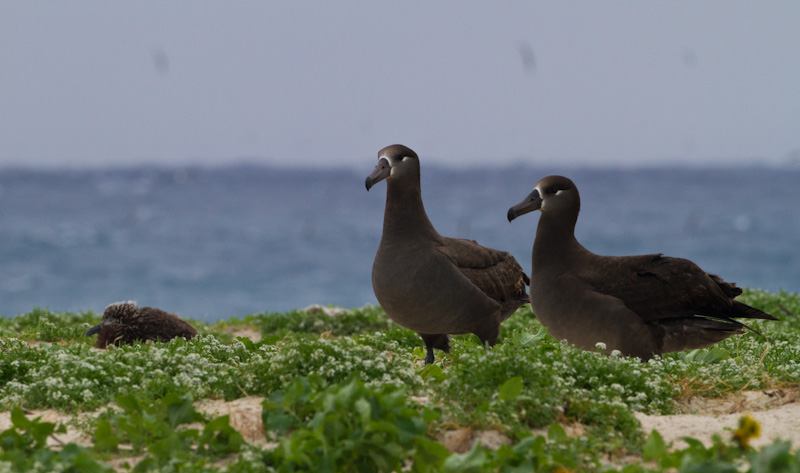 Black-Footed Albatross