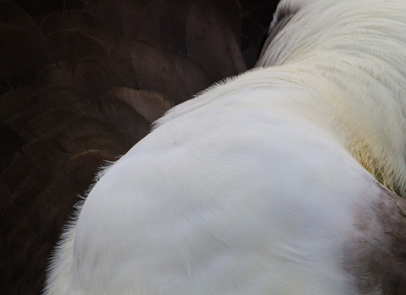 Laysan Albatross Feather Detail