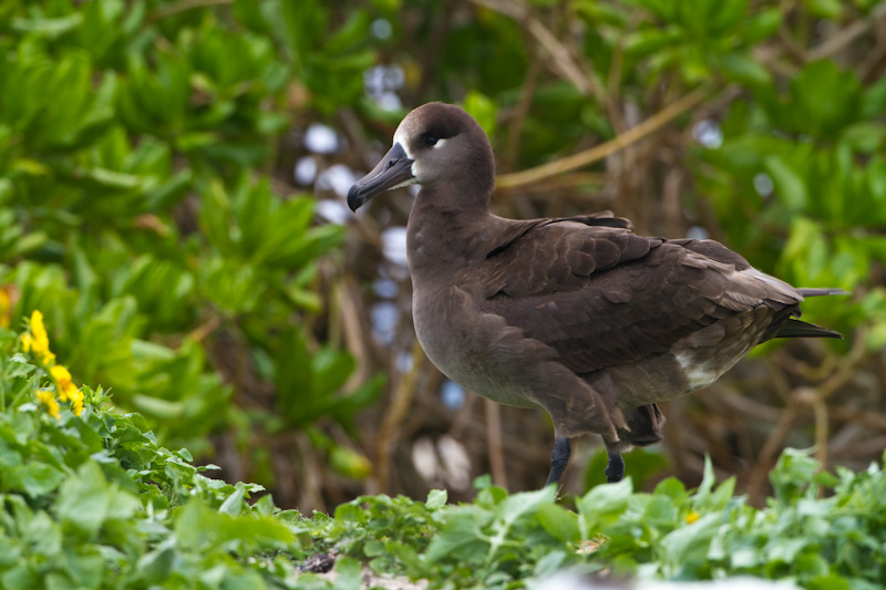 Black-Footed Albatross