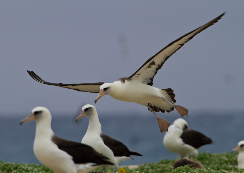 Laysan Albatross In Flight