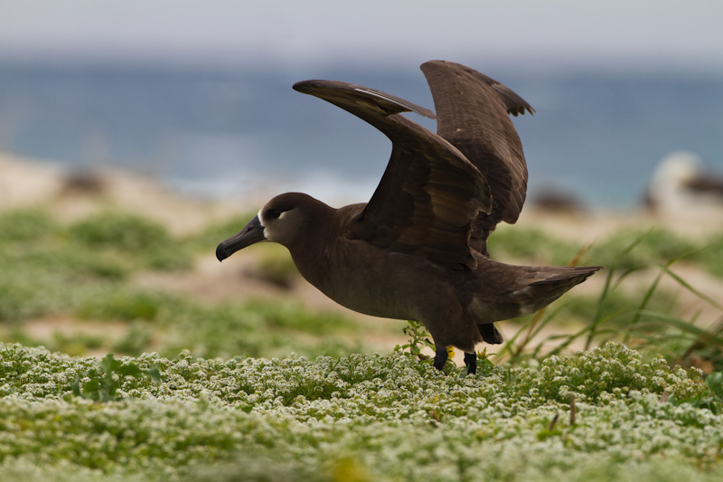 Black-Footed Albatross