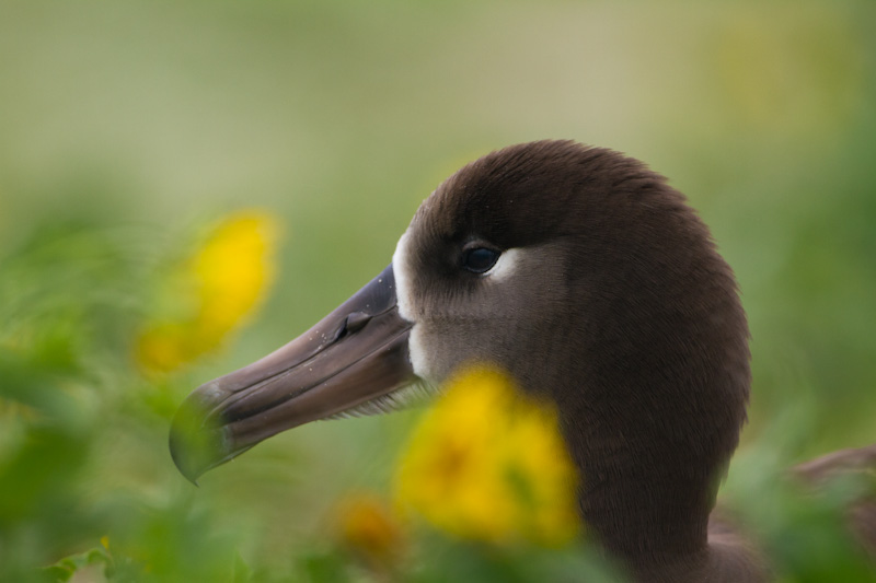 Black-Footed Albatross