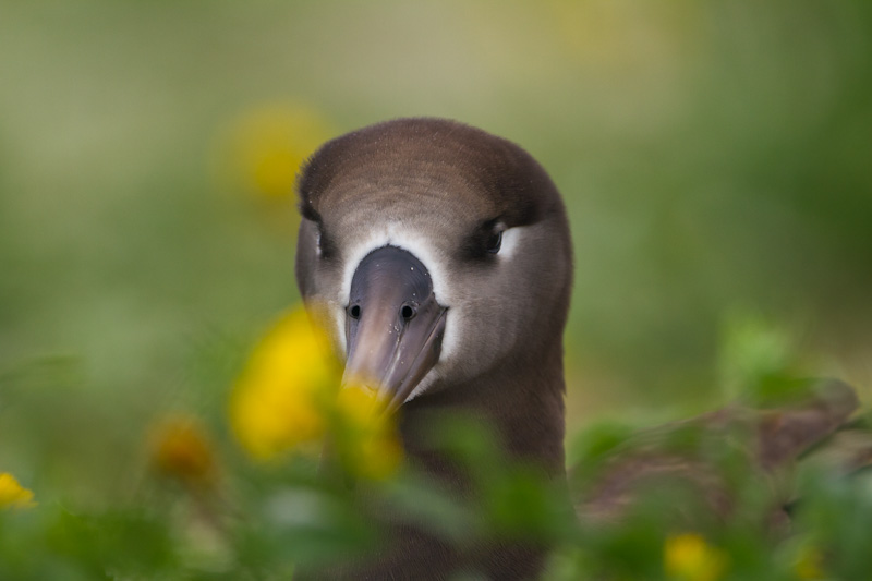 Black-Footed Albatross