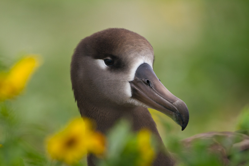 Black-Footed Albatross