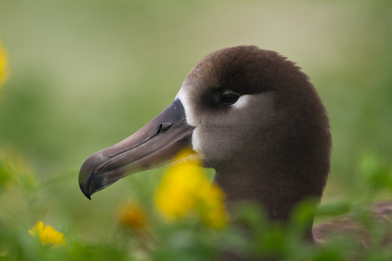 Black-Footed Albatross