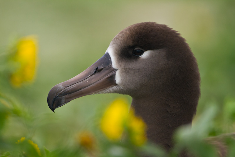 Black-Footed Albatross