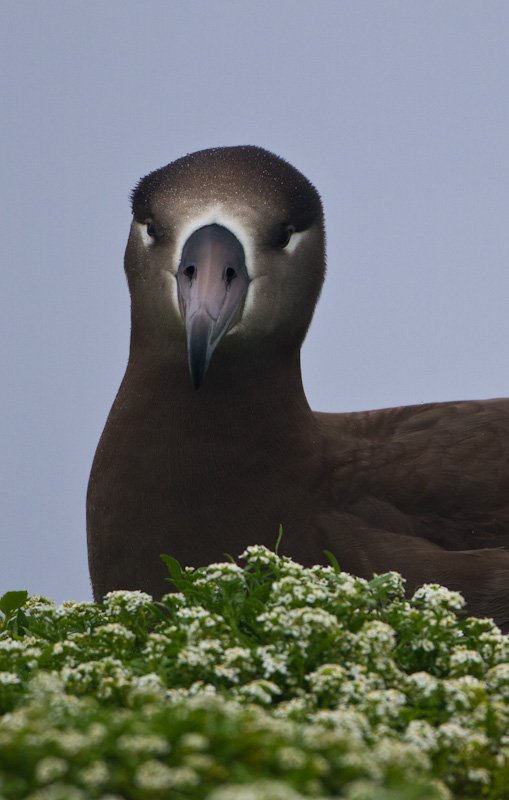 Black-Footed Albatross