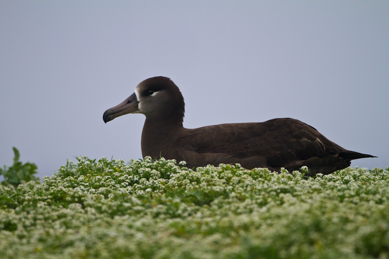 Black-Footed Albatross